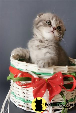 Scottish Fold kitten for sale