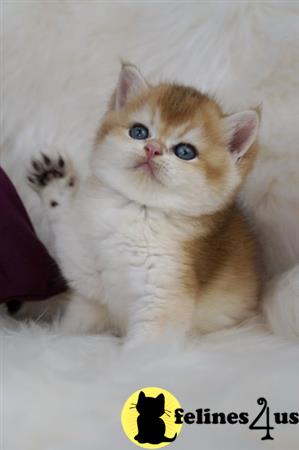 Scottish Fold kitten for sale