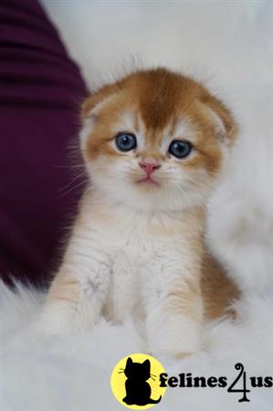 Scottish Fold kitten for sale