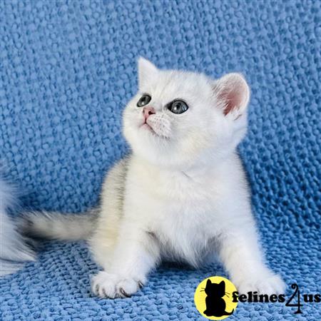 Scottish Fold kitten for sale