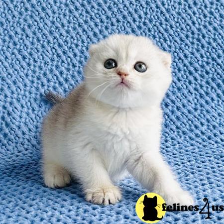 Scottish Fold kitten for sale