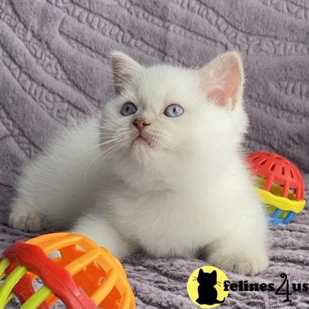 Scottish Fold kitten for sale