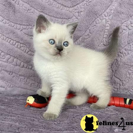 Scottish Fold kitten for sale