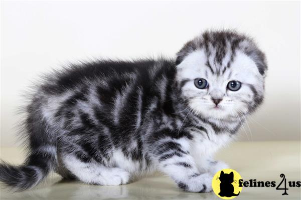 Scottish Fold kitten for sale