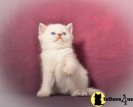 Scottish Fold kitten for sale