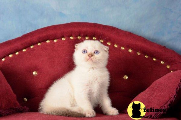 Scottish Fold kitten for sale