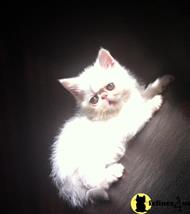 exotic shorthair kitten posted by imagineem