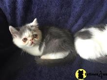 exotic shorthair kitten posted by imagineem