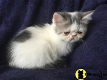 exotic shorthair kitten posted by imagineem