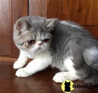 exotic shorthair kitten posted by imagineem