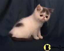 exotic shorthair kitten posted by imagineem