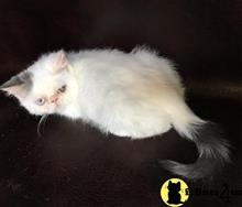 exotic shorthair kitten posted by imagineem