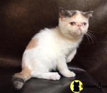 exotic shorthair kitten posted by imagineem