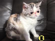 exotic shorthair kitten posted by imagineem