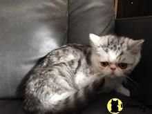 exotic shorthair kitten posted by imagineem