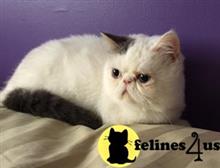 exotic shorthair kitten posted by imagineem