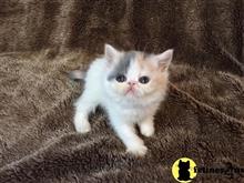 exotic shorthair kitten posted by imagineem