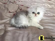 persian kitten posted by imagineem