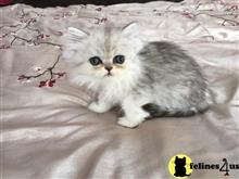 persian kitten posted by imagineem