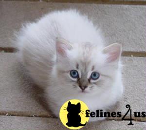 American Bobtail kitten for sale