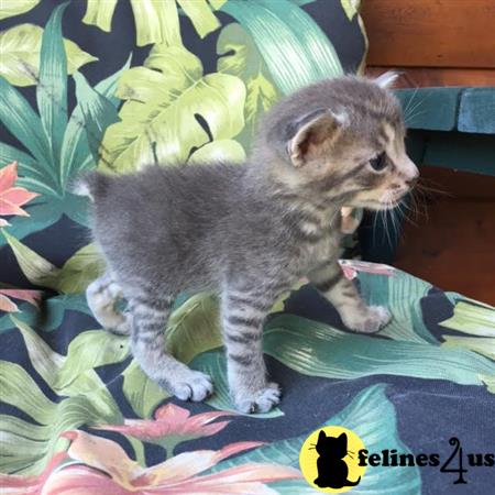 American Bobtail kitten for sale