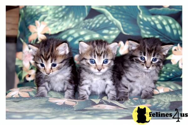 American Bobtail kitten for sale