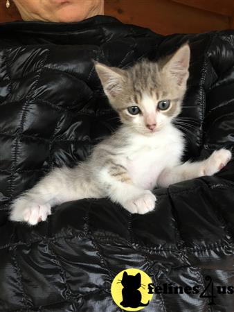 Manx kitten for sale