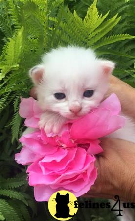 Ragdoll kitten for sale