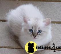 american bobtail kitten posted by Tammy Fugate