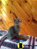 bengal kitten posted by Tammy Fugate