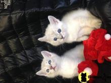 ragdoll kitten posted by Tammy Fugate