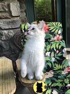 ragdoll kitten posted by Tammy Fugate