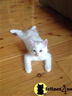 ragdoll kitten posted by Tammy Fugate