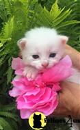 ragdoll kitten posted by Tammy Fugate