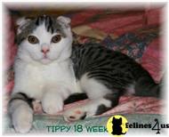 scottish fold kitten posted by peggyroberts3