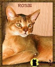 abyssinian kitten posted by lyonwood