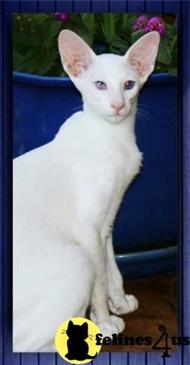 oriental kitten posted by lyonwood