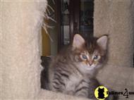 maine coon kitten posted by Williethemainecoon