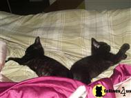 american shorthair kitten posted by shortfeeshie
