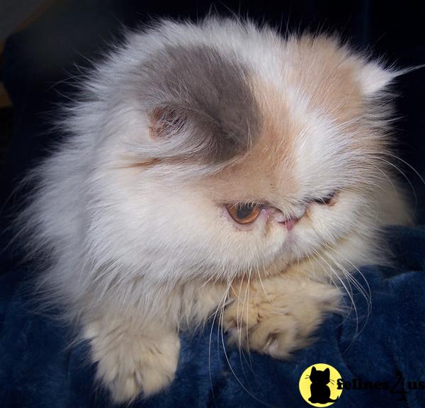 Persian Cat for Sale CFA REG NICE DILUTE CALICO VAN SPAYED FEMALE 15