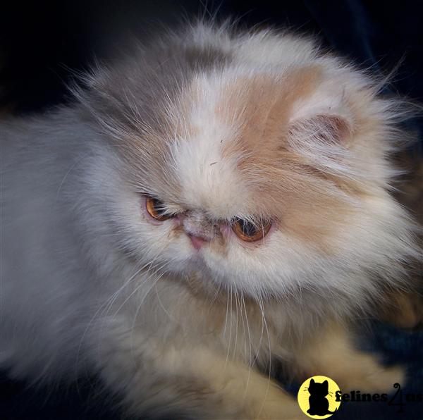 Persian Cat for Sale CFA REG NICE DILUTE CALICO VAN SPAYED FEMALE 15