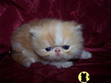 persian kitten posted by vickieviehmeyer