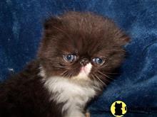 persian kitten posted by vickieviehmeyer