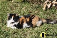 siberian cat posted by turbinabravo