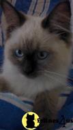 ragdoll kitten posted by ang610