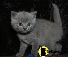 british shorthair kitten posted by wyattharper31