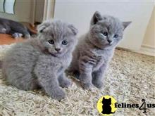 british shorthair kitten posted by wyattharper31