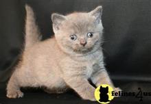 british shorthair kitten posted by wyattharper31