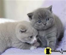 british shorthair kitten posted by wyattharper31