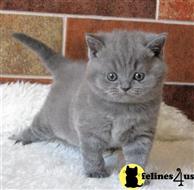 british shorthair kitten posted by wyattharper31